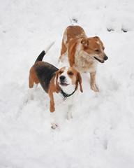beagle at play in the snow