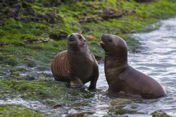 Southern Sea Lion , Pup GAMING (Otaria Flavescens) Punta Norte,