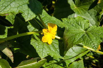 Growing cucumber in the garden