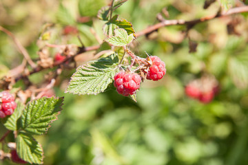 Raspberries on a branch