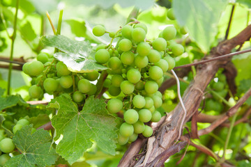 grapes with green leaves on the vine
