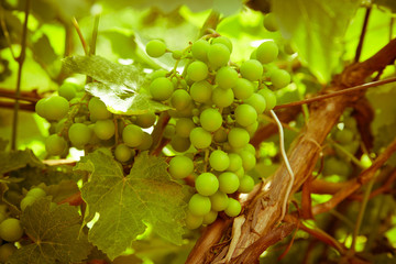grapes with green leaves on the vine