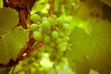grapes with green leaves on the vine