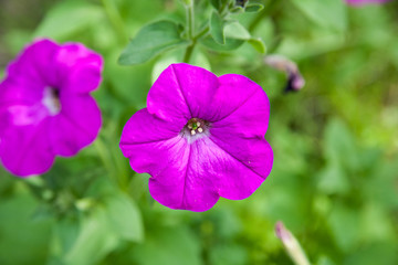 Colorful petunias close-up