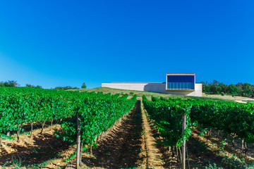 Rows of vines in the field in Spain