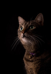 Brown tabby cat on dark background, looking up with curiosity, lit from one side