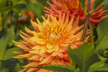 Dahlia