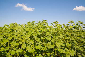 sunflower field