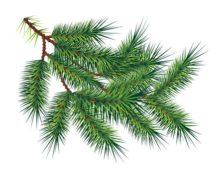 Green pine fir-tree branch, isolated on white. Vector