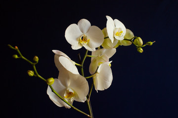 Branch of a blossoming white orchid on dark blue background