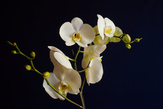 Fototapeta Branch of a blossoming white orchid on dark blue background