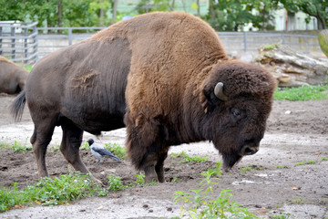 The bison American (Bison bison Linnaeus) costs in the shelter o