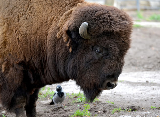 Fototapeta premium Portrait of a bison (Bison bison Linnaeus), side view