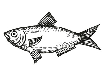 Obraz premium saltwater fish herring sketch on a white background. vector illustration