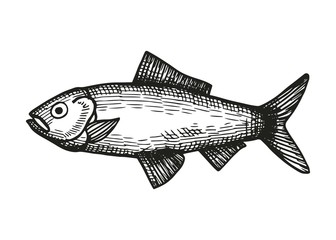 saltwater fish herring sketch on a white background. vector