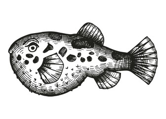 puffer fish sketch on a white background. vector illustration © Yahor Shylau 