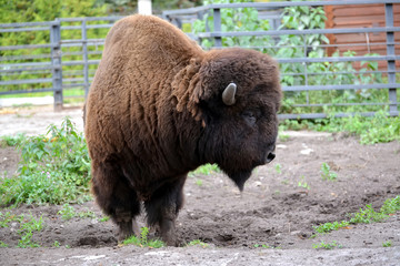 The bison costs half-turned in the shelter of a zoo