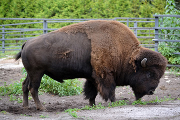 The bison costs in the shelter of a zoo, a side view