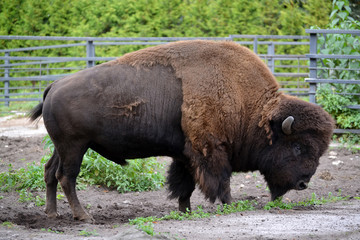 Fototapeta premium The bison costs in the shelter of a zoo, a side view