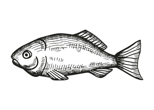 saltwater fish grouper sketch on a white background. vector illustration