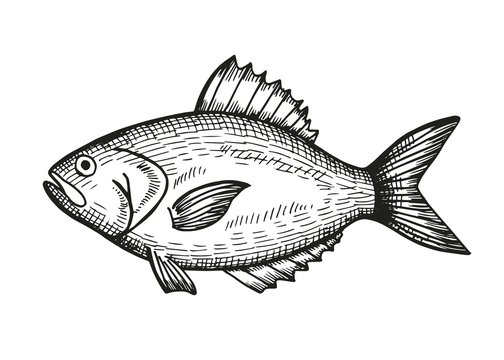 sea bass sketch on a white background. vector illustration