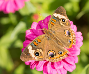 Fototapeta premium Dorsal view of a Common Buckeye butterfly on a pink Zinnia flower