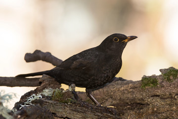 Blackbird, Turdus merula