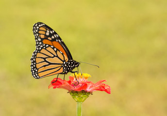 Male Monarch butterfly pollinating a bright red Zinnia flower