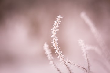 Winter abstract macro of rime on plants