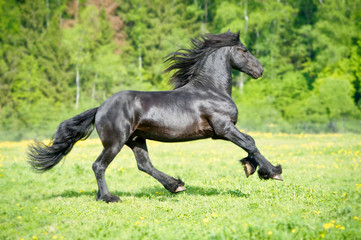 Fototapeta na wymiar Black Friesian horse runs gallop in summer time