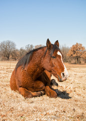 Red bay horse sleeping in winter pasture