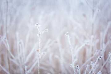 Winter abstract macro of rime on plants