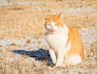 Naklejka na ściany i meble Ginger and white tom cat in snow on a sunny, cold winter day
