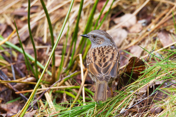 Singvogel Heckenbraunelle im natürlichen Umfeld
