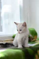 Small white kitten on the windowsill