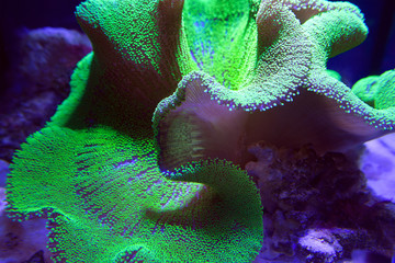 Ultra Neon Green polyp Crown Leather coral in aquarium