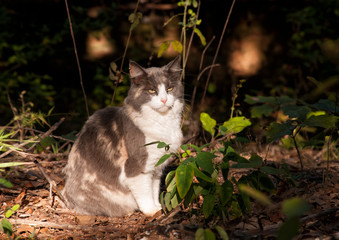 Naklejka na ściany i meble Beautiful diluted calico cat sitting in a beam of light in a dark forest