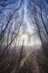 Gegenlicht im Herbstwald