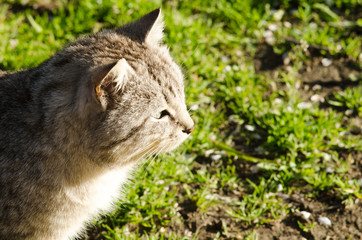 Naklejka na ściany i meble Big gray cat on a background of green grass