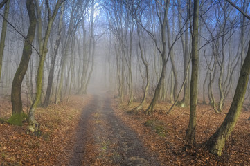 Fototapeta premium Weg im Wald im Herbst
