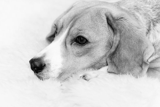 Beagle dog portrait monochrome image