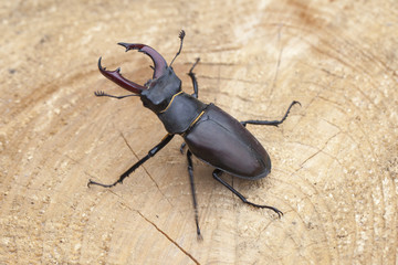 Stag beetle on wood background