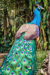 Peacock, Peafowl, peahen bird shows beautiful long tail. Peacock stands back with folded tail in...