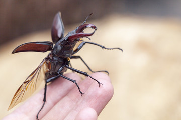 Stag on child's hands