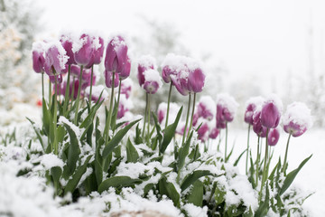 Fototapeta na wymiar Tulips in the snow