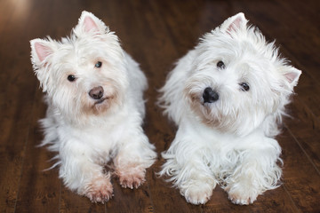 Cute westie dog