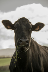 cow © Marcin