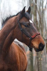Pferd im Nebelwald
