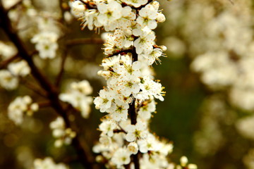 Cherry tree flower