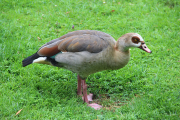Ägyptische Gans Nilgans